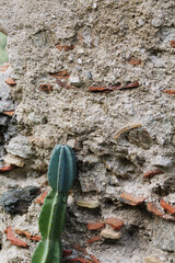 cactus in the garden © AMTM
