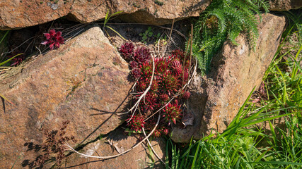 gew&ouml;hnlicher Fransen-Hauswurz