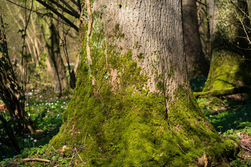 Moosbefleckter Stamm