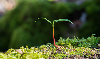 Roots