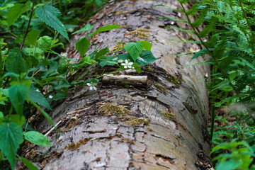 Sch&ouml;ne Blume auf einem Baumstamm