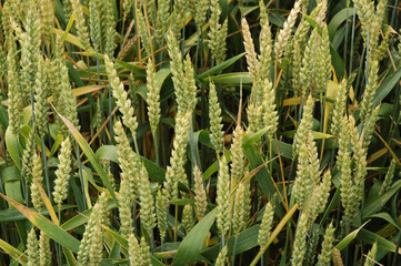 &Eacute;pis de bl&eacute; en gros plan.