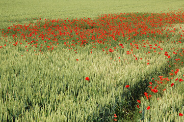 Coquelicots dans un champ de blé.