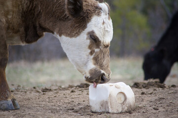 A free-range cow licks a white salt block.