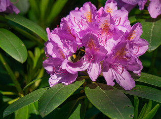 Hummel auf Blüte 1