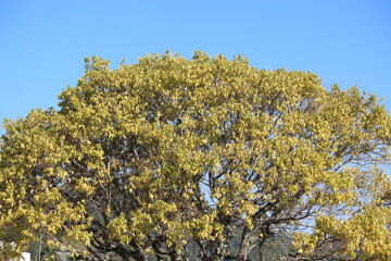 Fototapeta premium sky blue and green tree