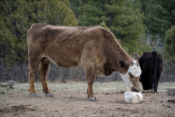 A free-range cow licks a white salt block.