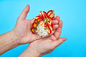 Garden flowers in the women hands on the blue background