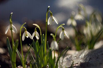 Snowdrop flowers galanthus on the snow, over blue sky with bokeh