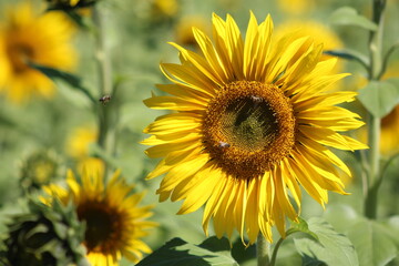 field of sunflowers