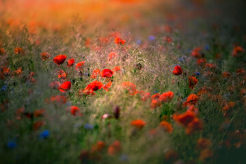 Polna łąka z kolorowymi kwiatamia - obrazy, fototapety, plakaty