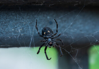 Brückenspinne
