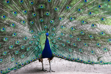 Obraz premium Peacock displaying vibrant plumage