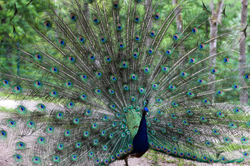 Obraz premium Peacock mating by showing feathers