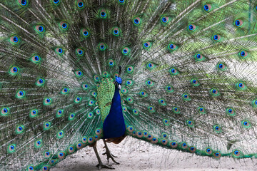 Peacock displaying vibrant plumage