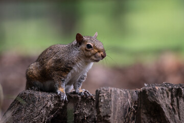 Naklejka na ściany i meble Free gray squirrel in a city park
