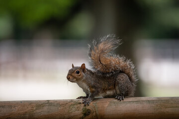 Free gray squirrel in a city park