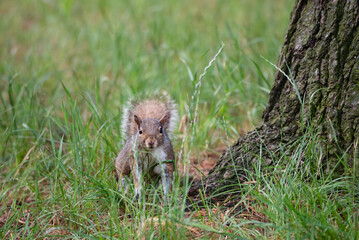 Gray squirrel at the foot of a tree