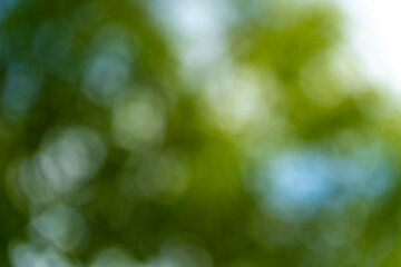 Fototapeta na wymiar Abstract nature green background (sun flare).