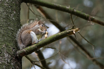 Naklejka na ściany i meble Gray squirrel eats a peanut perched on a tree branch