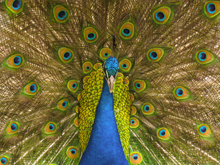 Obraz premium close up of peacock