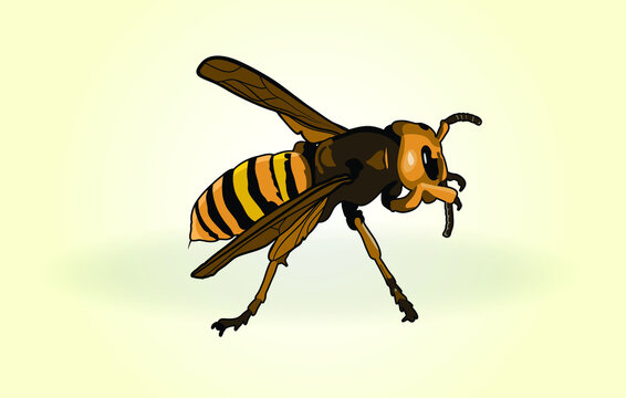 Asian Giant Hornet Vector Graphic