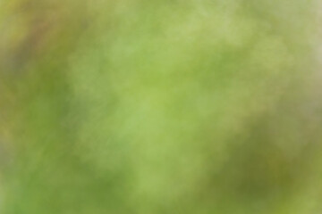 Abstract nature green background (sun flare).
