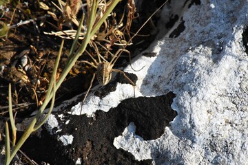 Falso Ragno - Opilionide