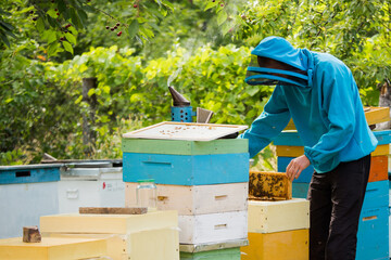 beekeeper returns frame to hive. uniting bee family and puts frame with queen cells in apiary. Beekeeping.