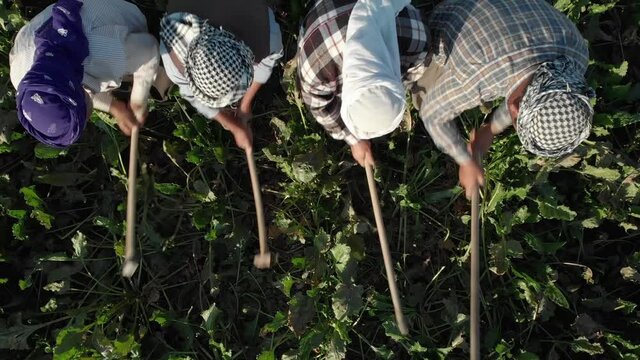 Aerial video shooting of local farmers hoeing crops in the afternoon.