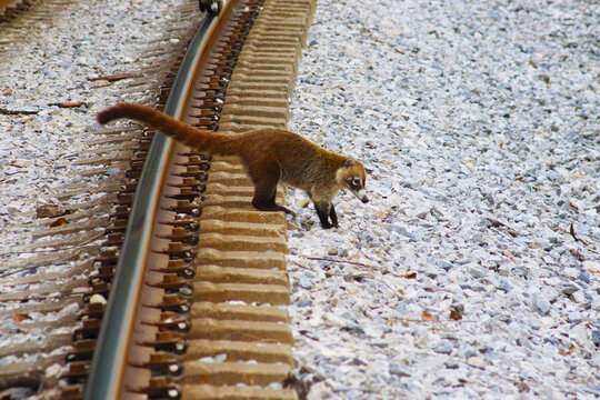 tejon caminado por las vias