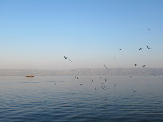 Seagulls flying over the water during sunset over the Sea of Galilee, Tiberias, Israel