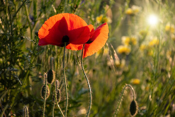 Single red poppy flower ( Papaver ) close-up on a blurred natural green background in the sunlight. Flower in the meadow.