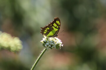 mariposa alas verdes
