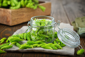 Jar of spruce tips for cooking syrup or honey from fir buds and needles, twigs of fir tree on...