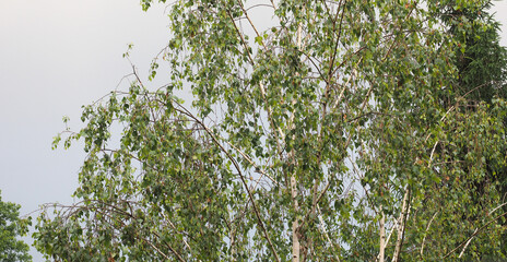 birch tree (Betula)