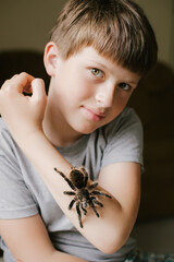 Tarantula spide in terrariumr on window at home.. Favorite Theraphosidae hand-held pet waiting for owner.