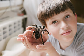 boy holds spider near face. No fear of tarantula. child without arachnophobia.