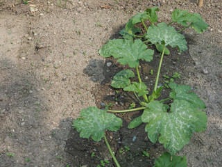 courgettes aka zucchini plant