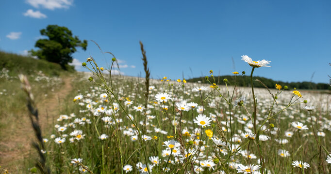 Field of wild chamomile daisies in the Chess River Valley between Chorleywood and Sarratt, Hertfordshire, UK. Photographed on a clear day in late May.