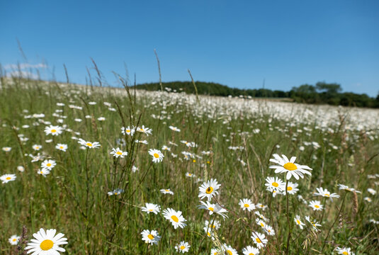 Field of wild chamomile daisies in the Chess River Valley between Chorleywood and Sarratt, Hertfordshire, UK. Photographed on a clear day in late May.