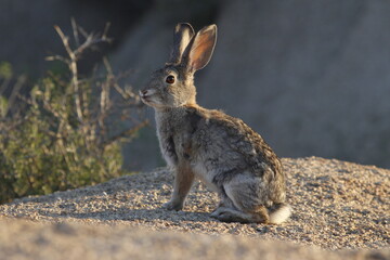 Naklejka na ściany i meble rabbit in the desert