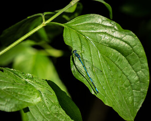 Libelle Blau auf Blatt 1b