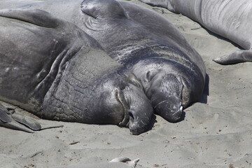 sleeping elephant seal