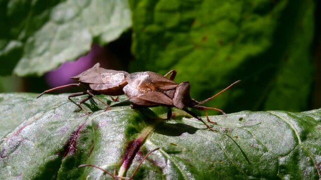 Dock Bugs in copulation. His Latin name is Coreus marginatus.