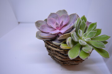 Pretty succulents on white background