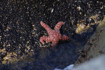 red star on the beach