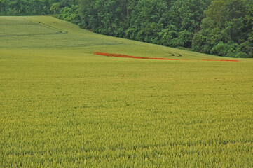 Obraz premium Coquelicots dans un champ de blé.