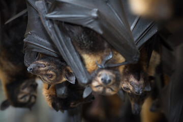 Rescued and rehabilitating endangered Spectacled Flying Foxes at a wildlife rescue facility in Kuranda, Queensland.  Flying foxes are keystone rainforest pollinators, yet often deemed pests by locals.