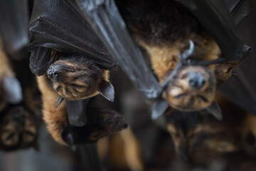 Rescued and rehabilitating endangered Spectacled Flying Foxes at a wildlife rescue facility in...